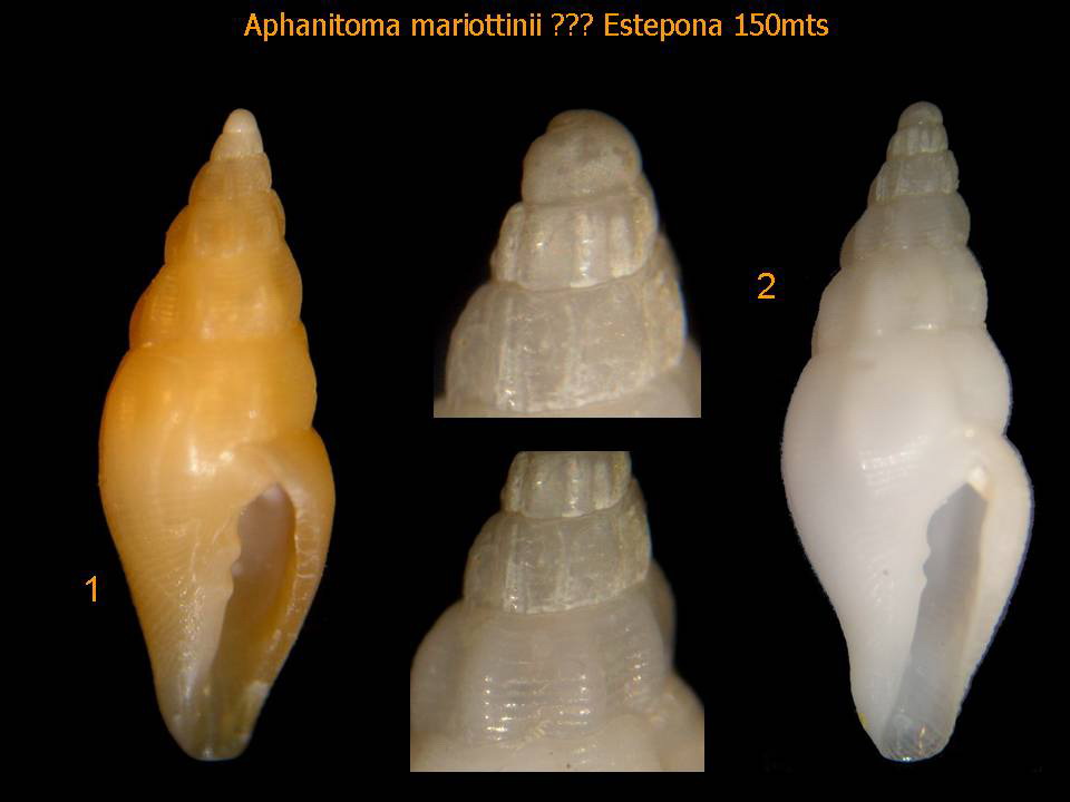 Aphanitoma mariottini